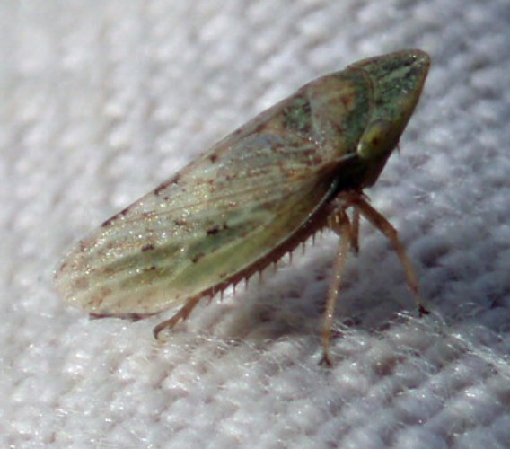 Cicadellidae: Aphrodes